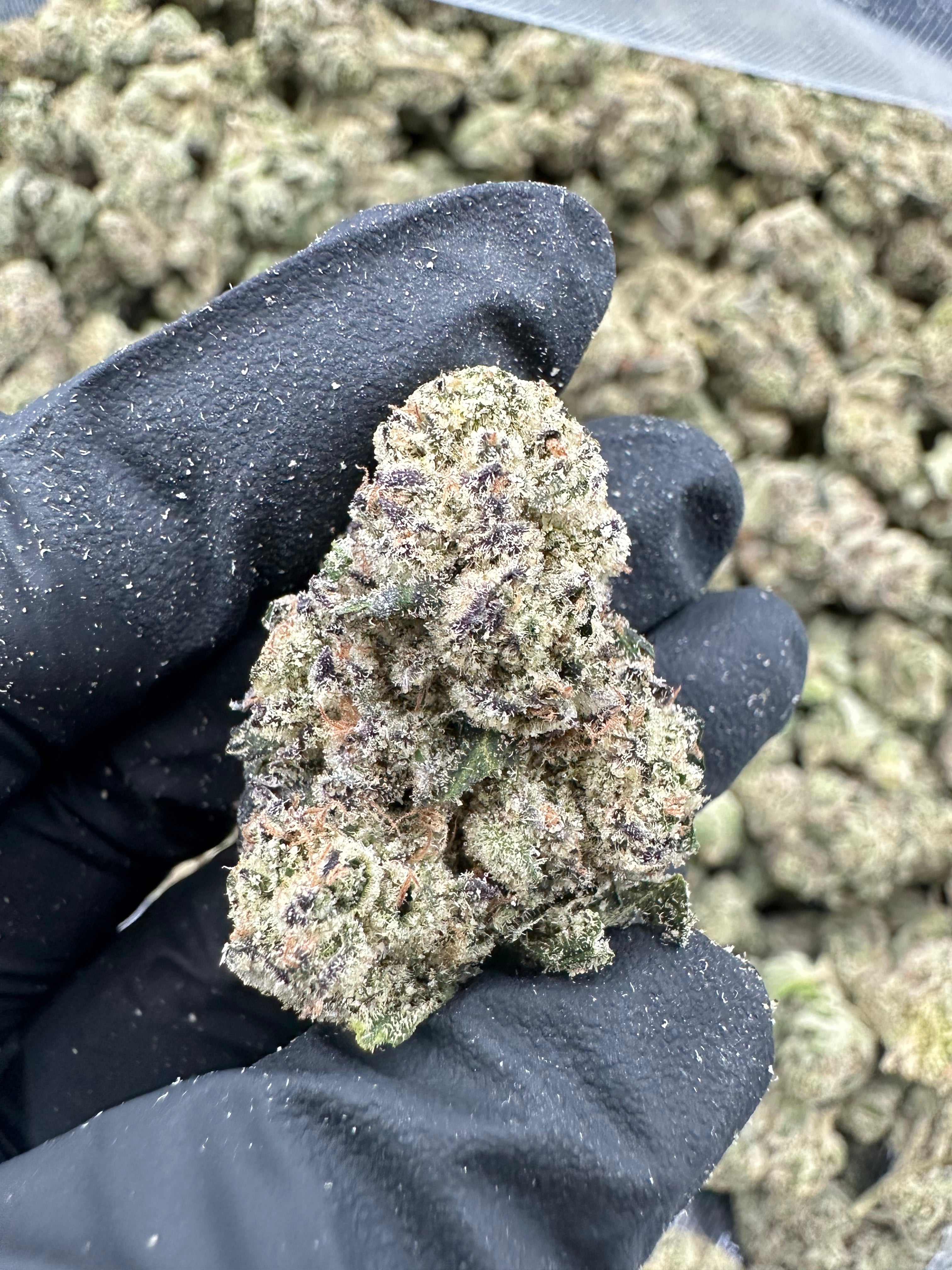 Blueberry THCA Flower (Exotic) - 图片 7