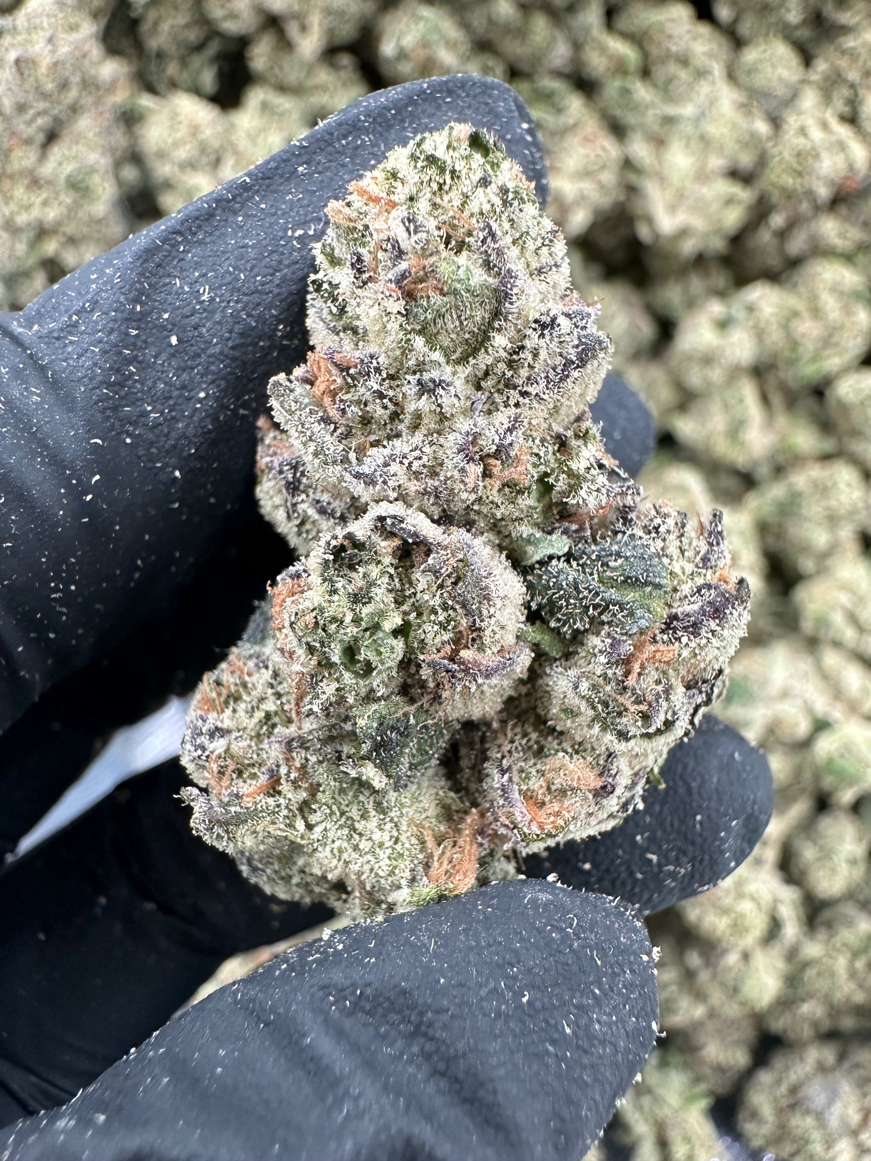 Blueberry THCA Flower (Exotic) - 图片 2