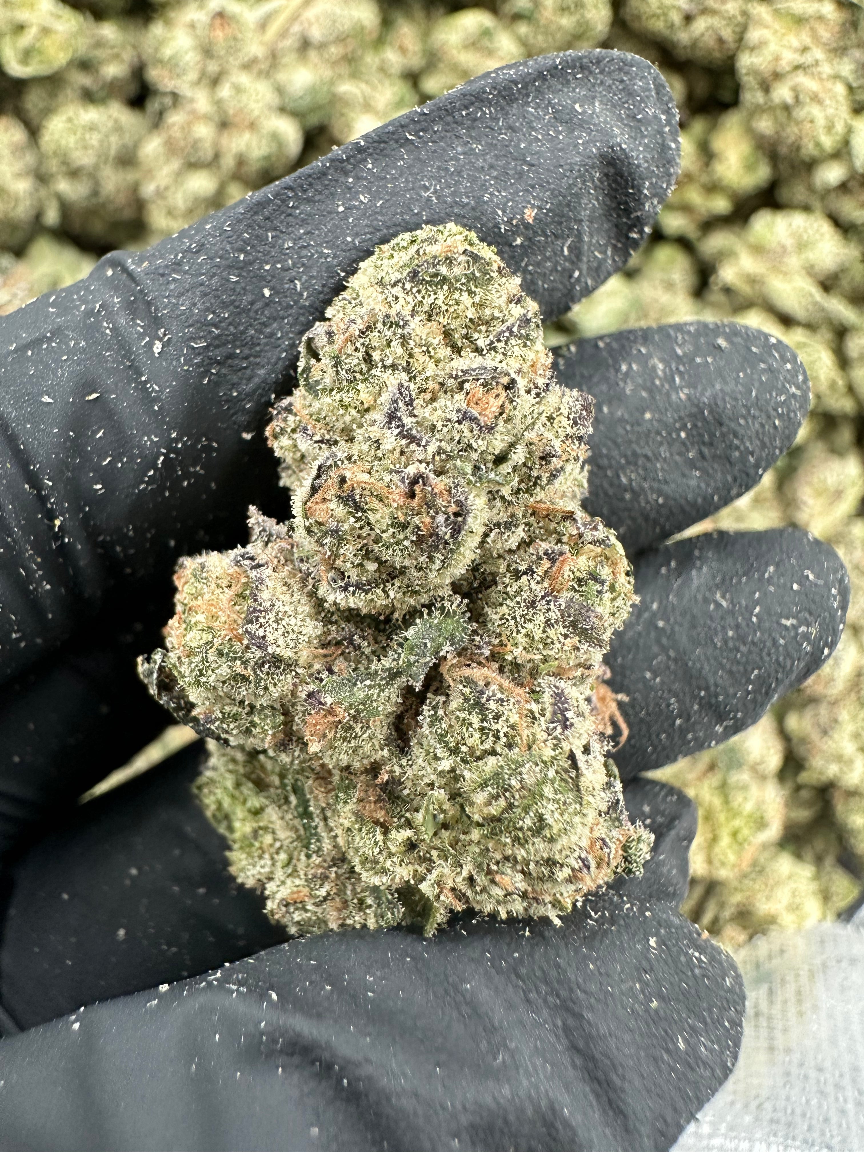 Blueberry THCA Flower (Exotic) - 图片 5