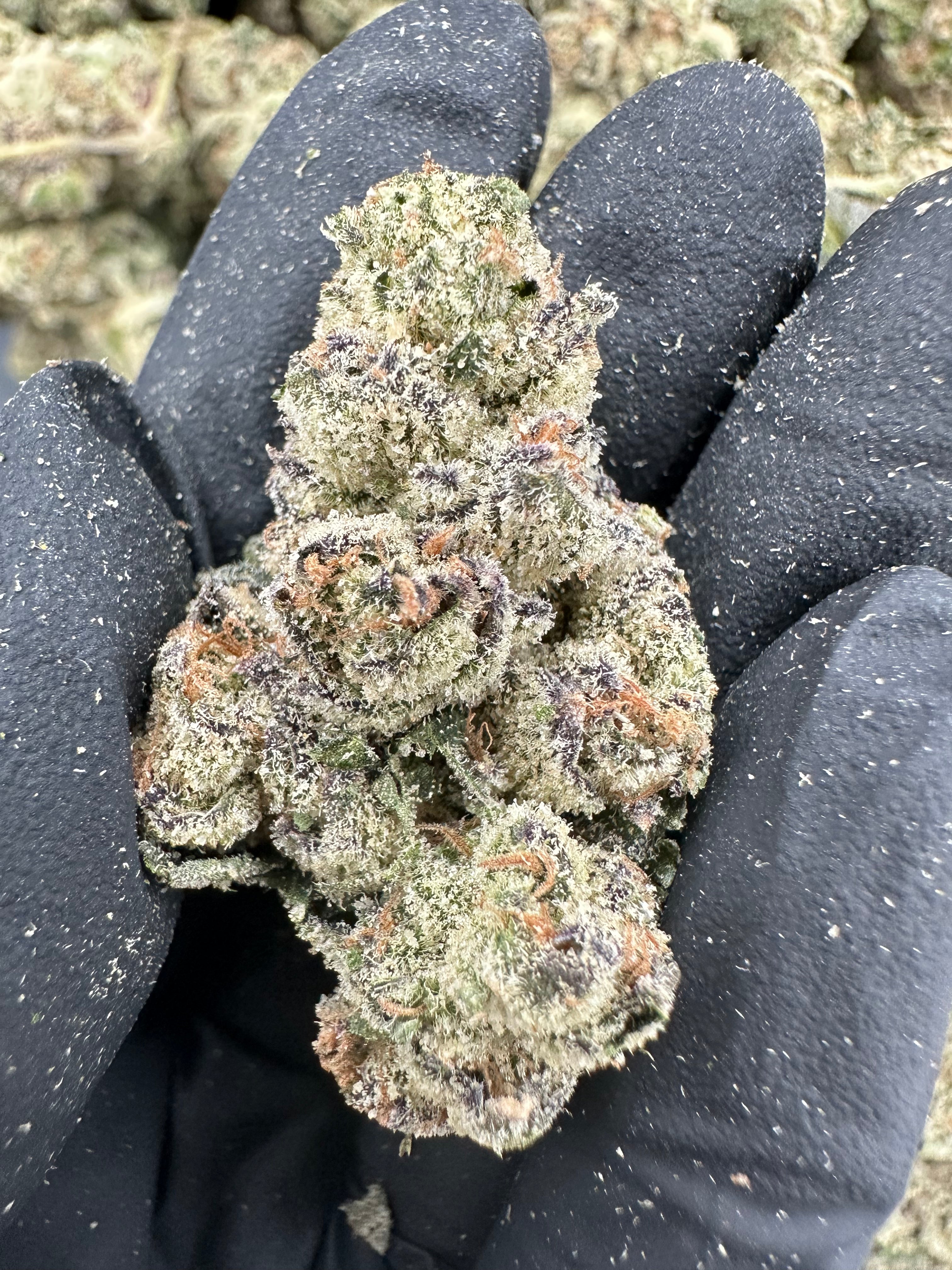 Blueberry THCA Flower (Exotic) - 图片 4