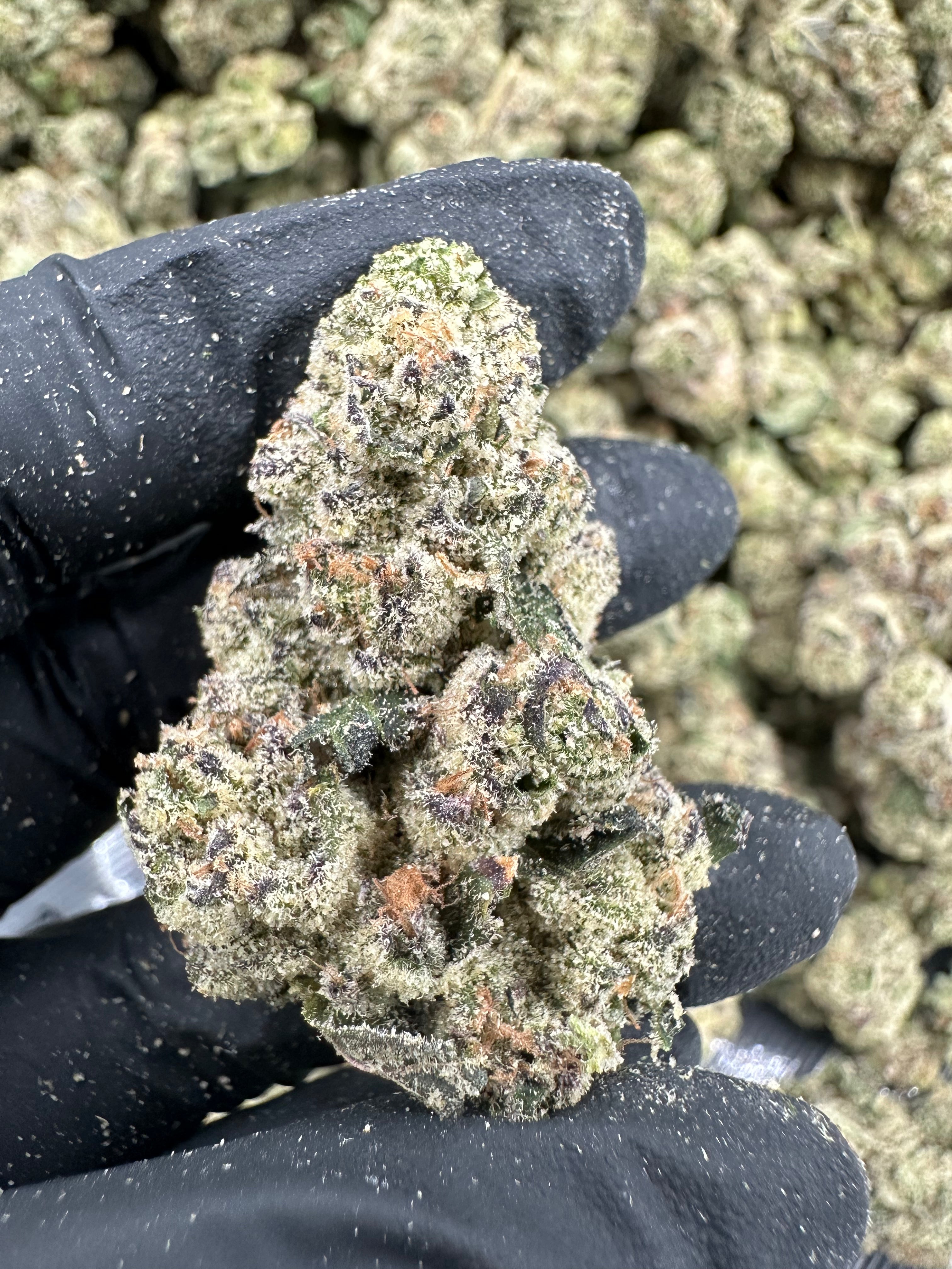 Blueberry THCA Flower (Exotic) - 图片 6