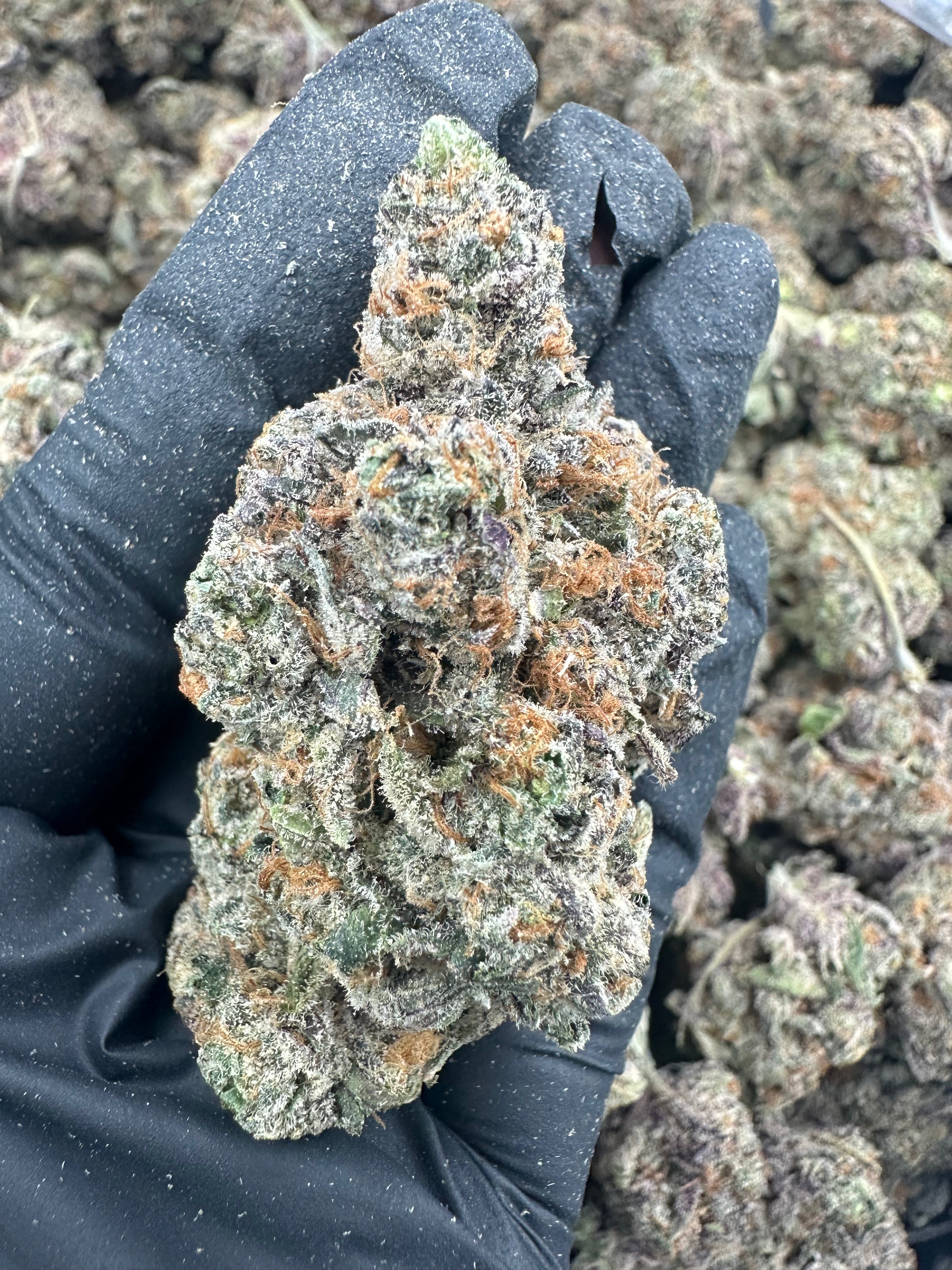 Watermelon Zkittlez THCA Flower (Exotic) - 图片 3