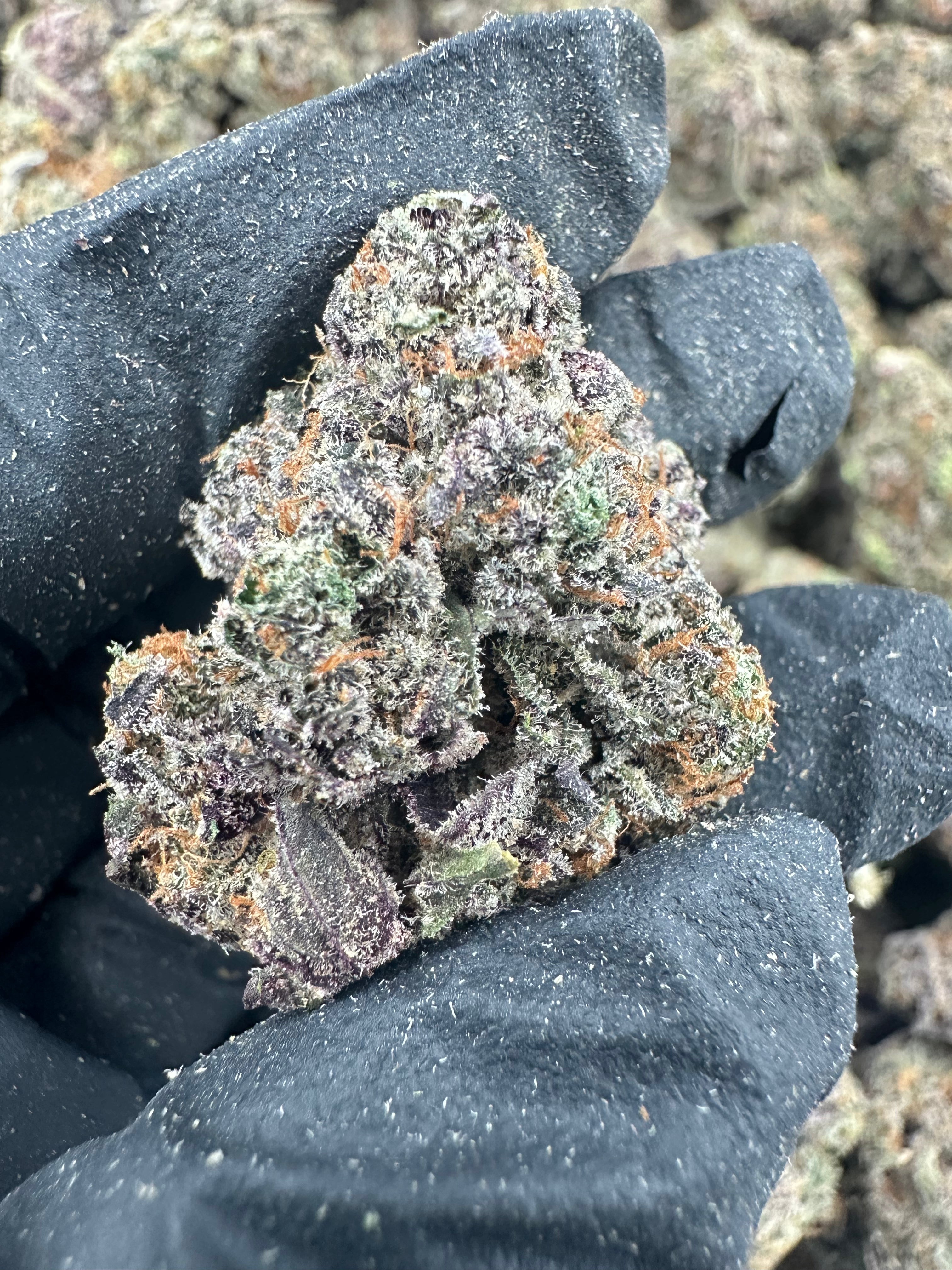 Watermelon Zkittlez THCA Flower (Exotic) - 图片 4