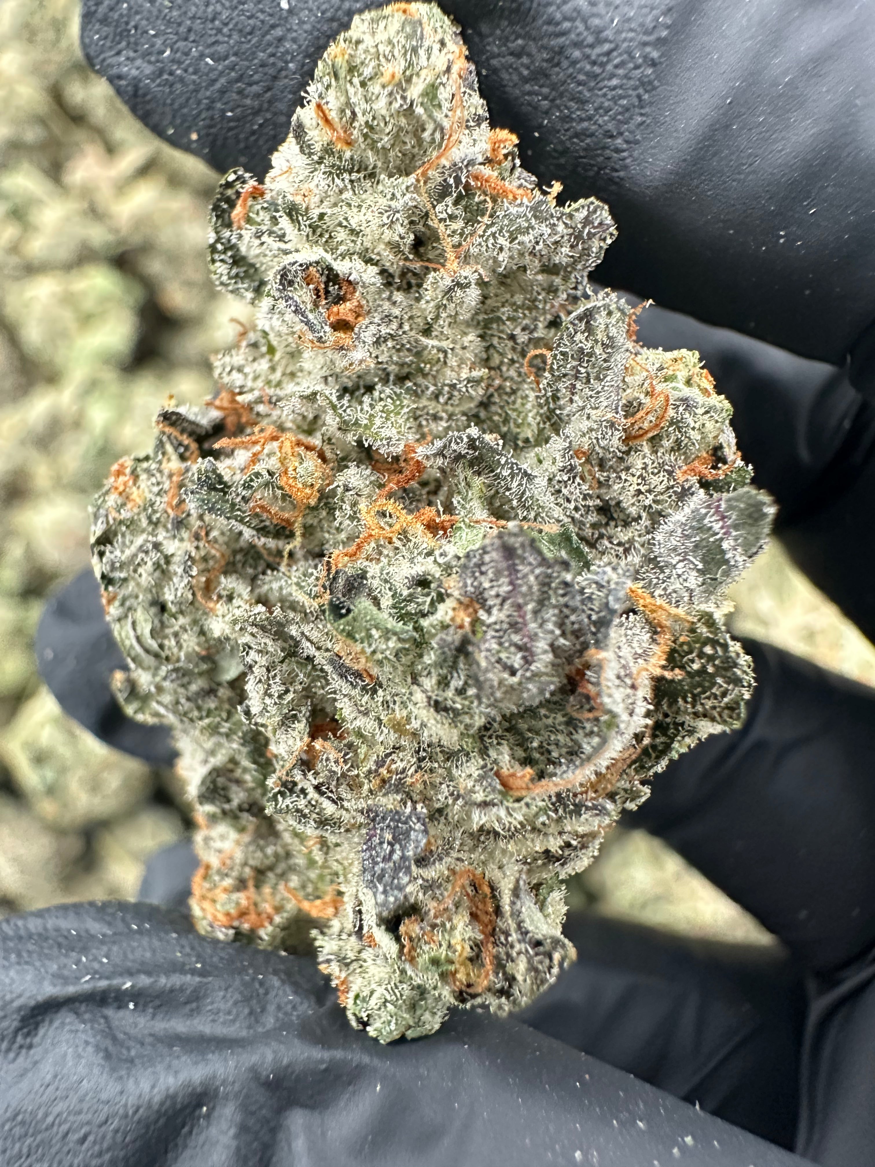 Bruce Banner THCA Flower (Premium) - 图片 2