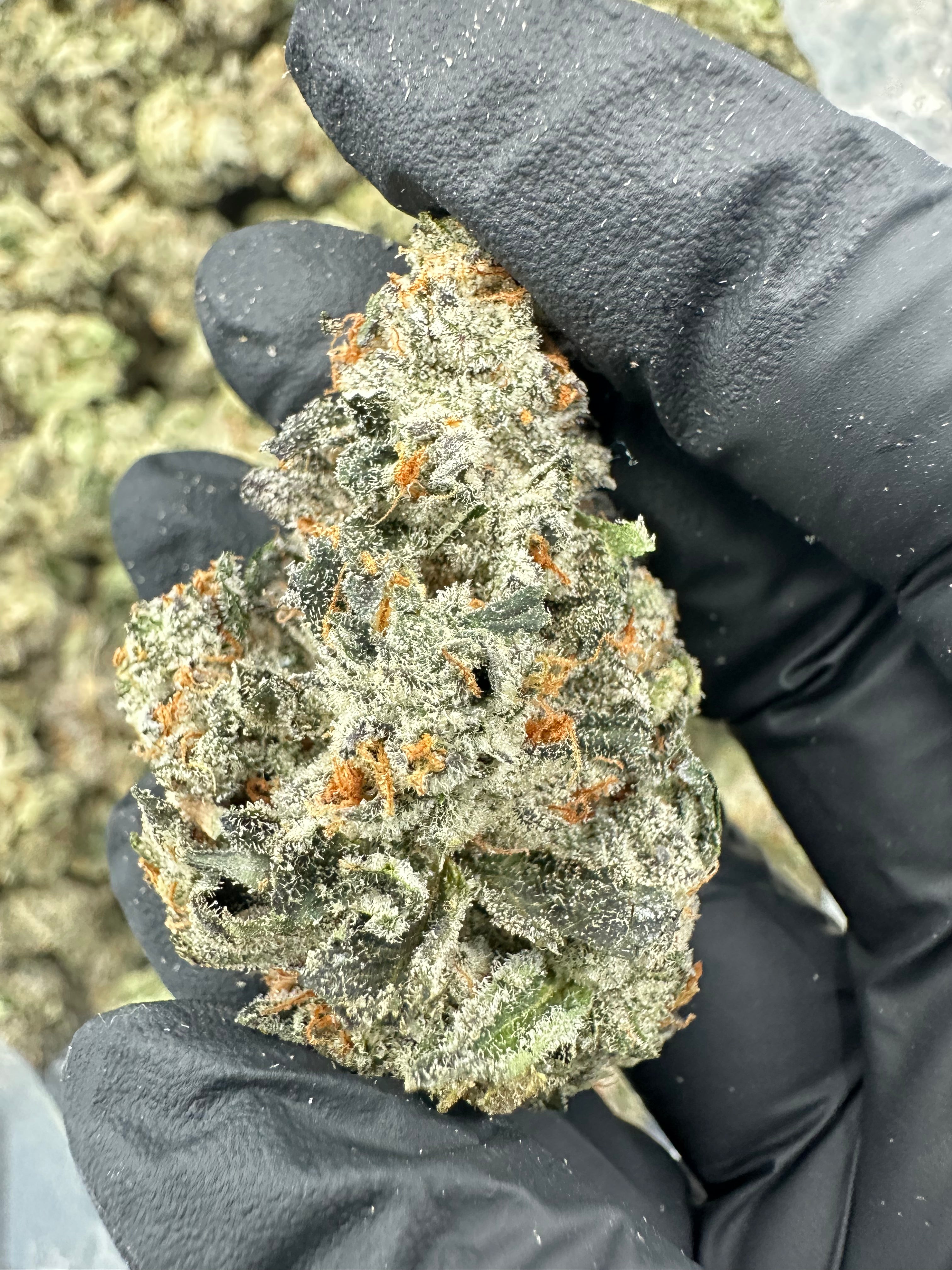 Bruce Banner THCA Flower (Premium) - 图片 6